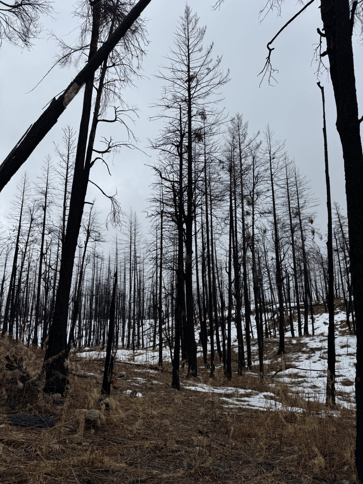 Nk’Mip Forestry Leads SFI-Supported Wildfire Recovery Project