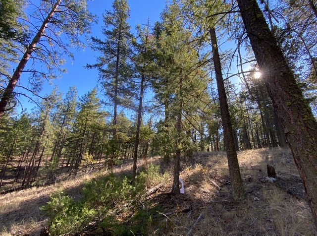 Nk’Mip Forestry Advances Wildfire Risk Reduction Workat Vaseux-Bighorn National Wildlife Area