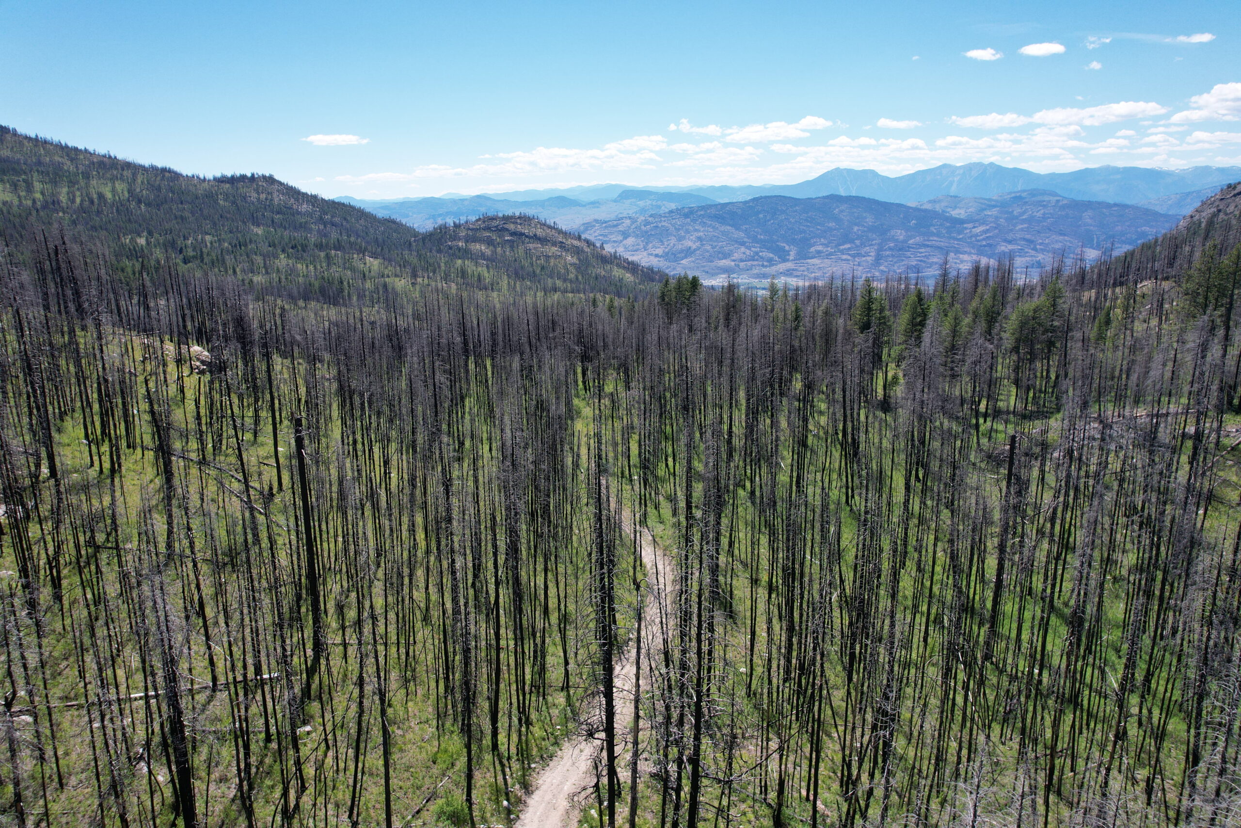 Nk’Mip Forestry Advances Large-Scale Planting Through the 2 Billion Trees Program